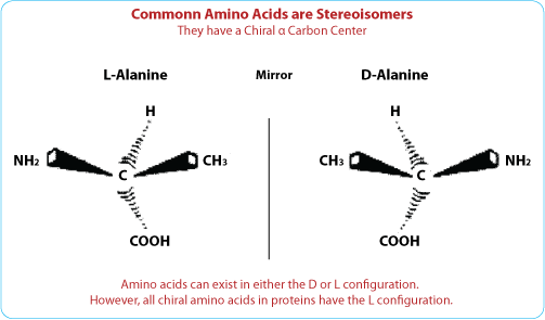 Peptide synthesis: D amino acid peptide