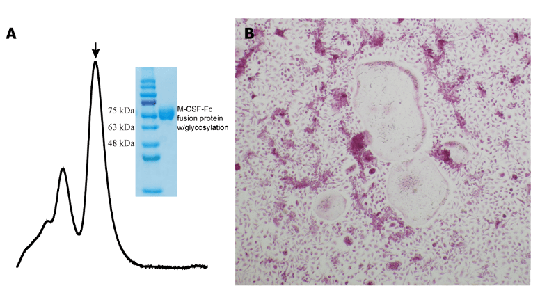 Recombinant MCSF Protein