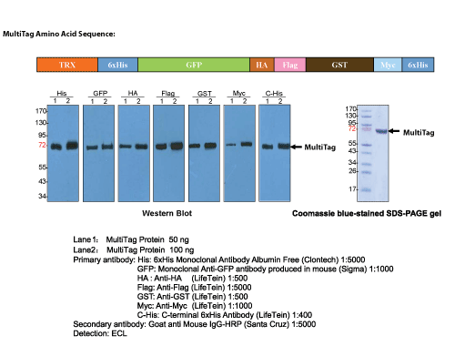MultiTag Protein Amino Acid Sequence
