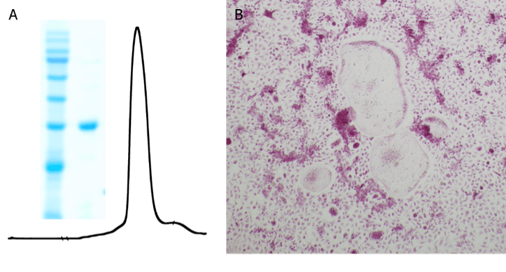 Recombinant RANKL Protein