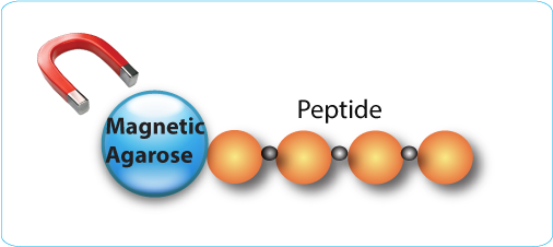 LifeTein magnetic agarose peptide conjugate