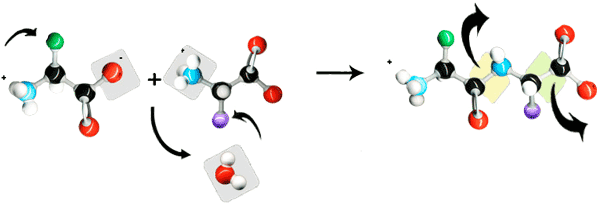 peptide bond for peptide synthesis