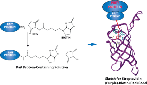Peptide synthesis: biotin-labeled peptide protein interactions