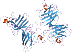 Superoxide-Dismutase