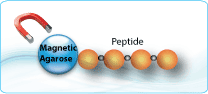 Peptide magnetic agarose conjugate