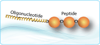 peptide oligonucleotide conjugate