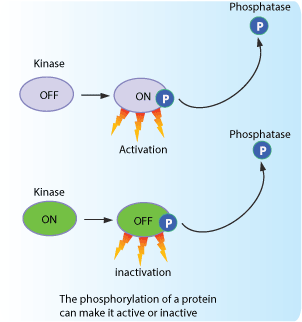 Peptide phosphorylation
